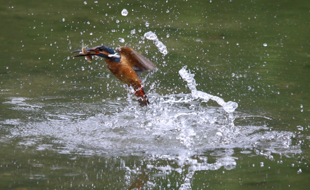 カワセミ　　１５６２７