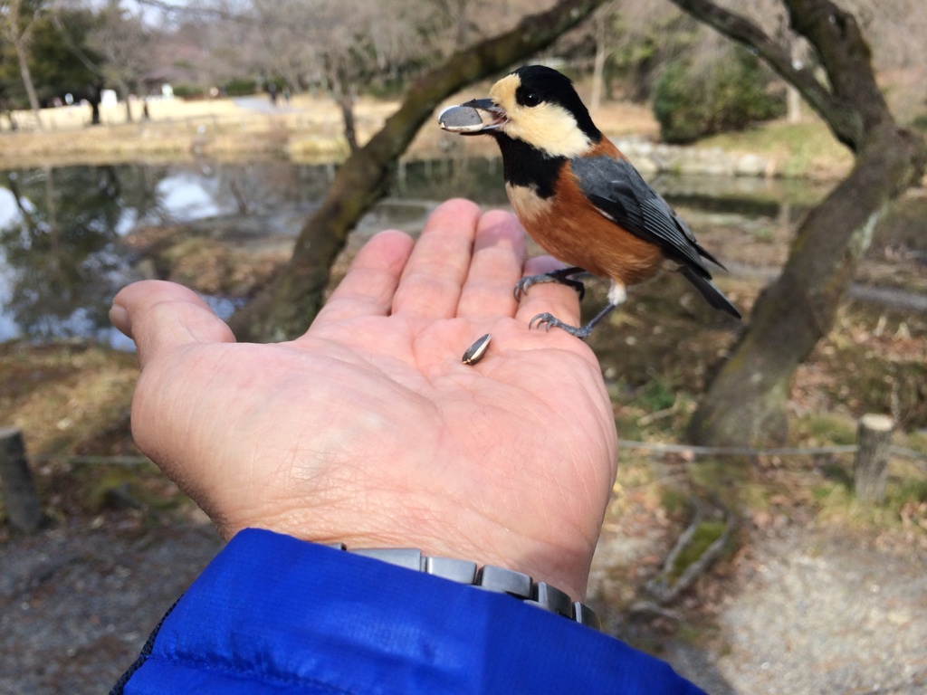 慣れれば可愛いなぁ