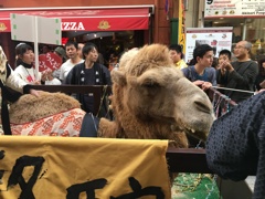 ラクダが大須にやって来た