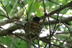 サンコウチョウ