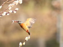 カワセミ