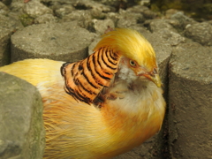 植物園での撮影