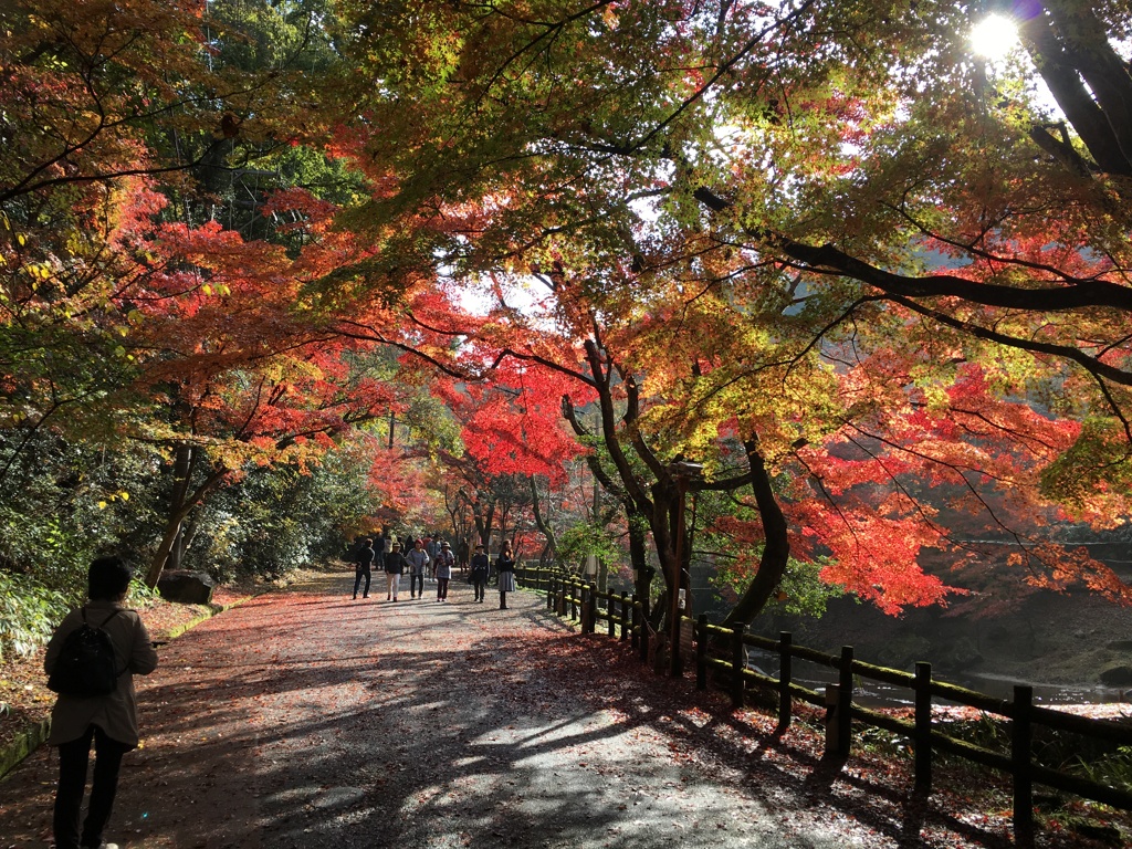 紅葉 2