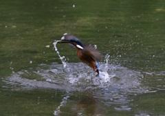 カワセミ