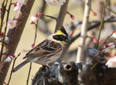 ミヤマホウジロウ　２０１５０３０８