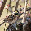 ミヤマホウジロウ　２０１５０３０８