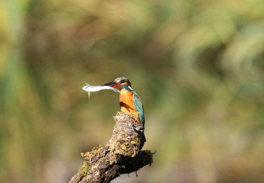 カワセミ　　　０１０３