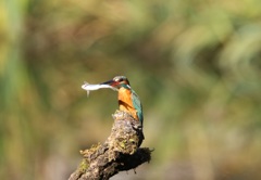 カワセミ　　　０１０３