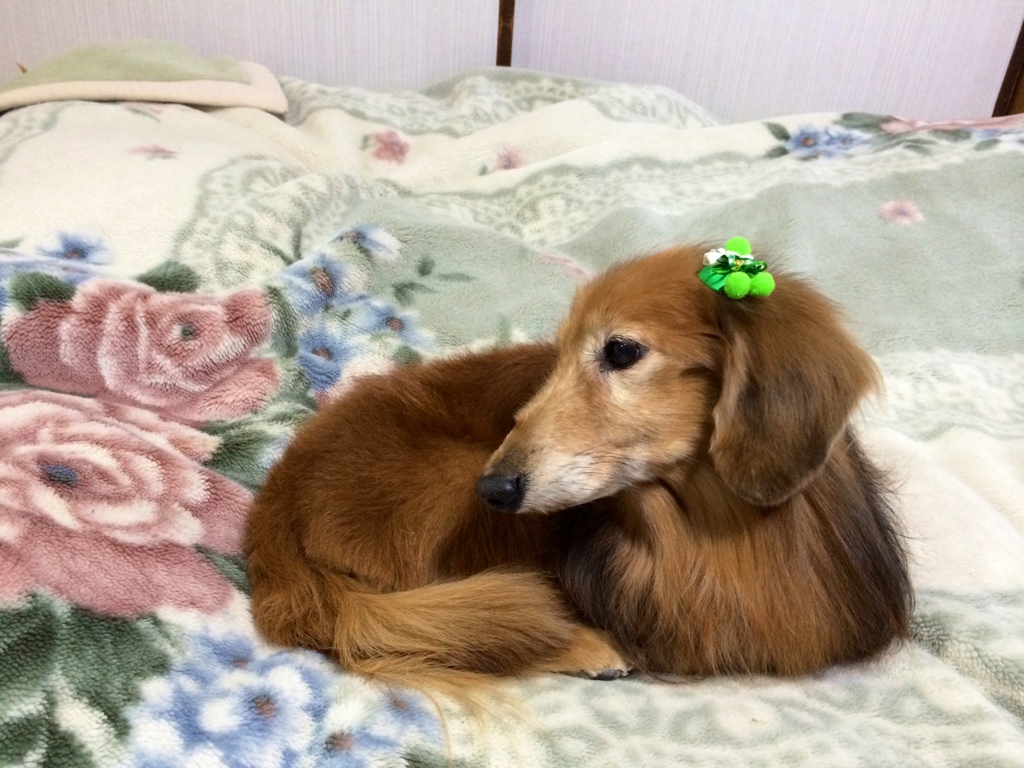 我が家の愛犬でーす