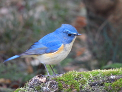 DSCN5252
