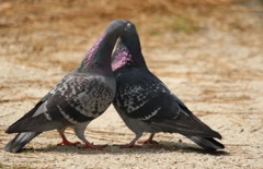 カツプルかな・・・・