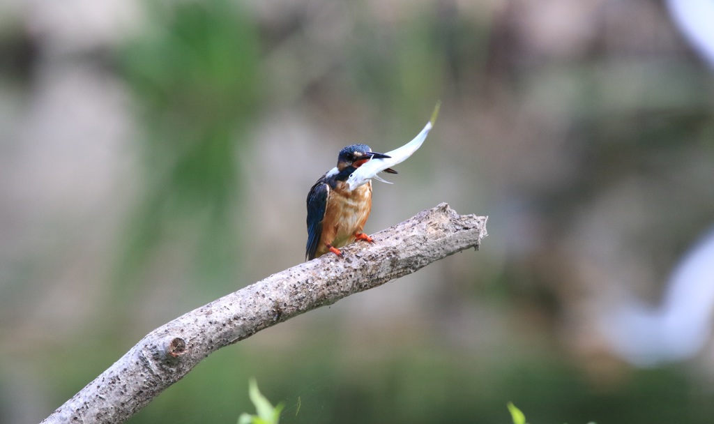 在庫より　　　大物ゲット