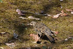 トラツグミ