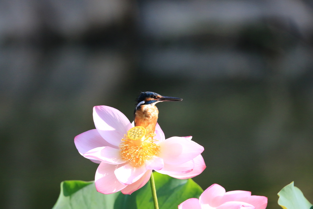 蓮とカワセミ