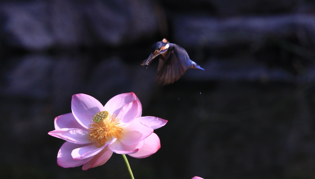 在庫より　　カワセミ