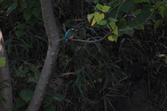 暗闇の中のカワセミ