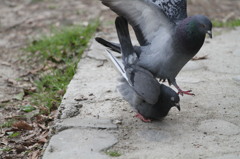 カツプルせいりつ