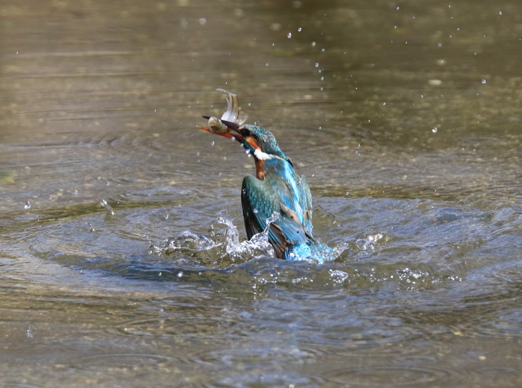 カワセミ　　浮上しま～す