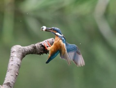 カワセミ