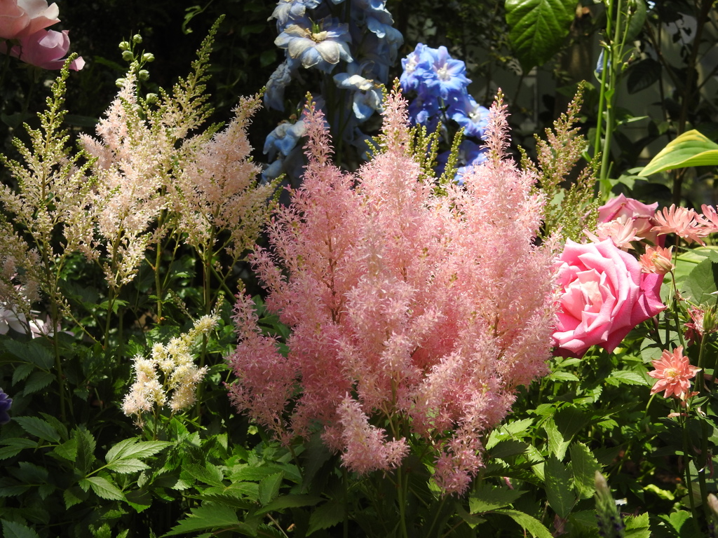 名前わからないけとのせちゃいました