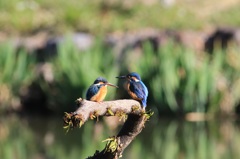 浮気症のカツプルみたいです　　　３