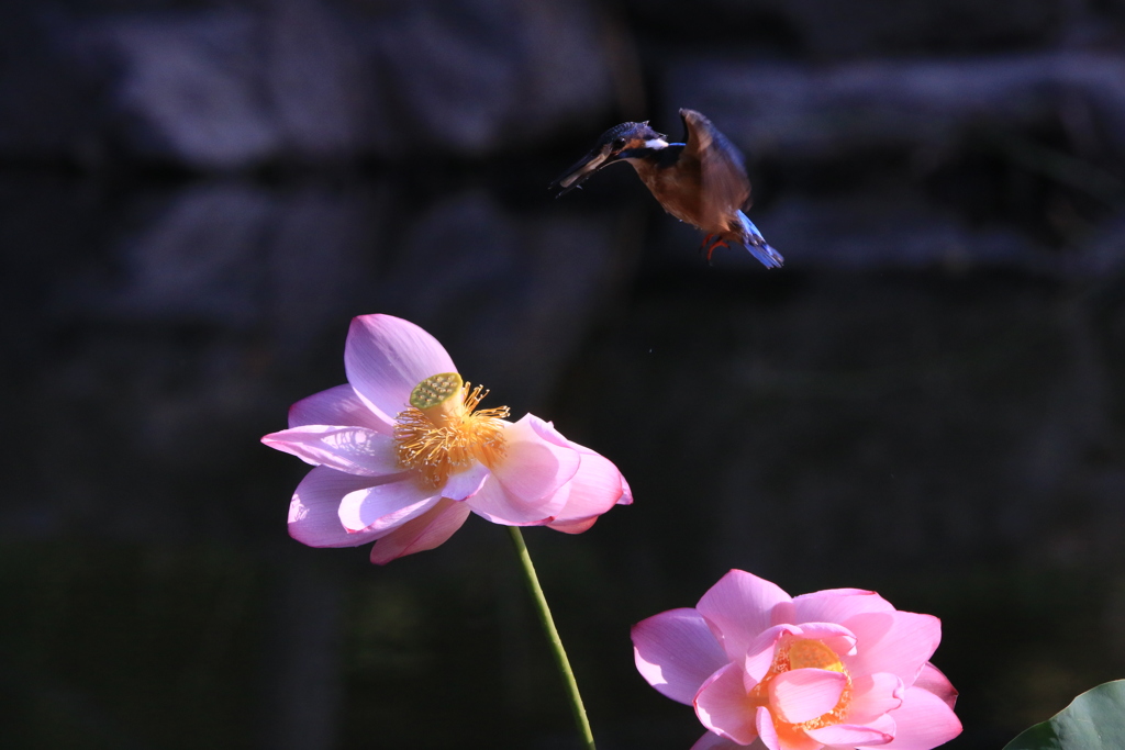 在庫より　　カワセミ