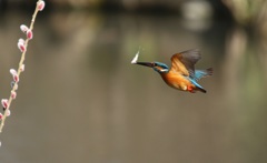 カワセミ