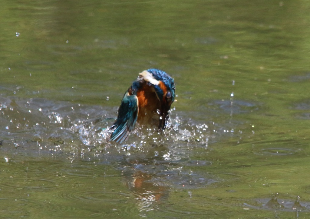 カワセミ　２０１５０５０５