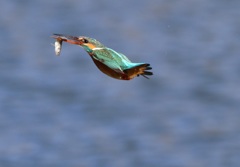 カワセミ