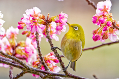 １月３１日のメジロ