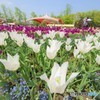 砺波チューリップ公園②