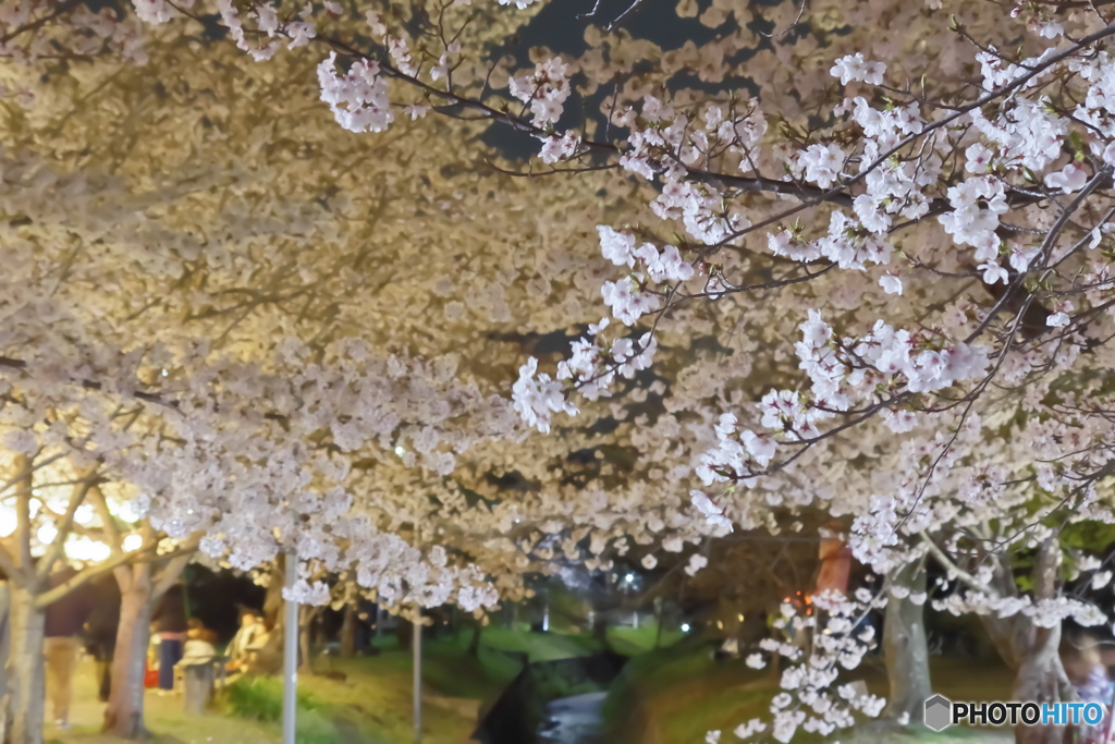 夜桜