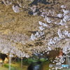 夜桜