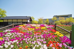 砺波チューリップ公園