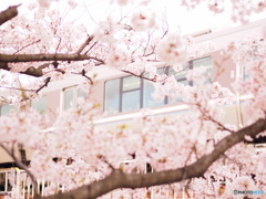 夙川さくら