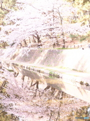 夙川さくら２