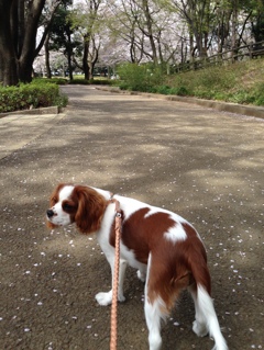 桜の花散る道