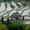 棚田の有る風景