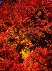鮮やかな紅葉
