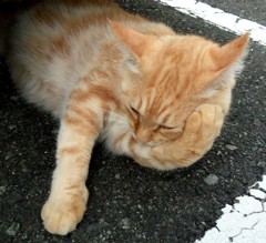 うたた寝(´▽`)ノ