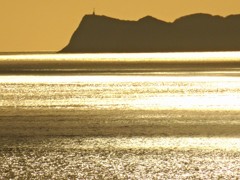 黄金色の海