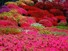 去年のツツジです^_^;