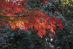 12月6日 須磨離宮公園 24