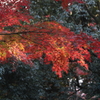 12月6日 須磨離宮公園 24
