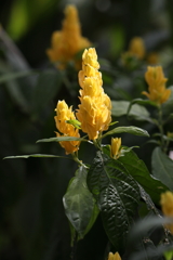 3月20日 布引ハーブ園 43