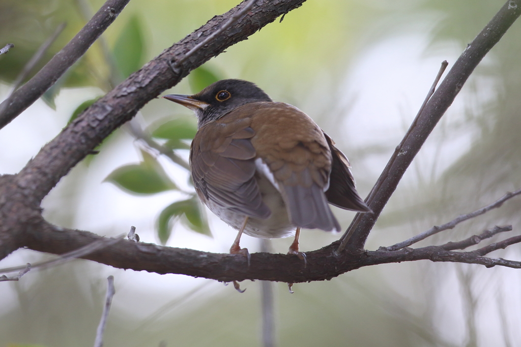 12月25日 明石公園 12