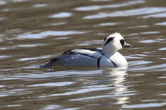 3月3日 明石公園 ９