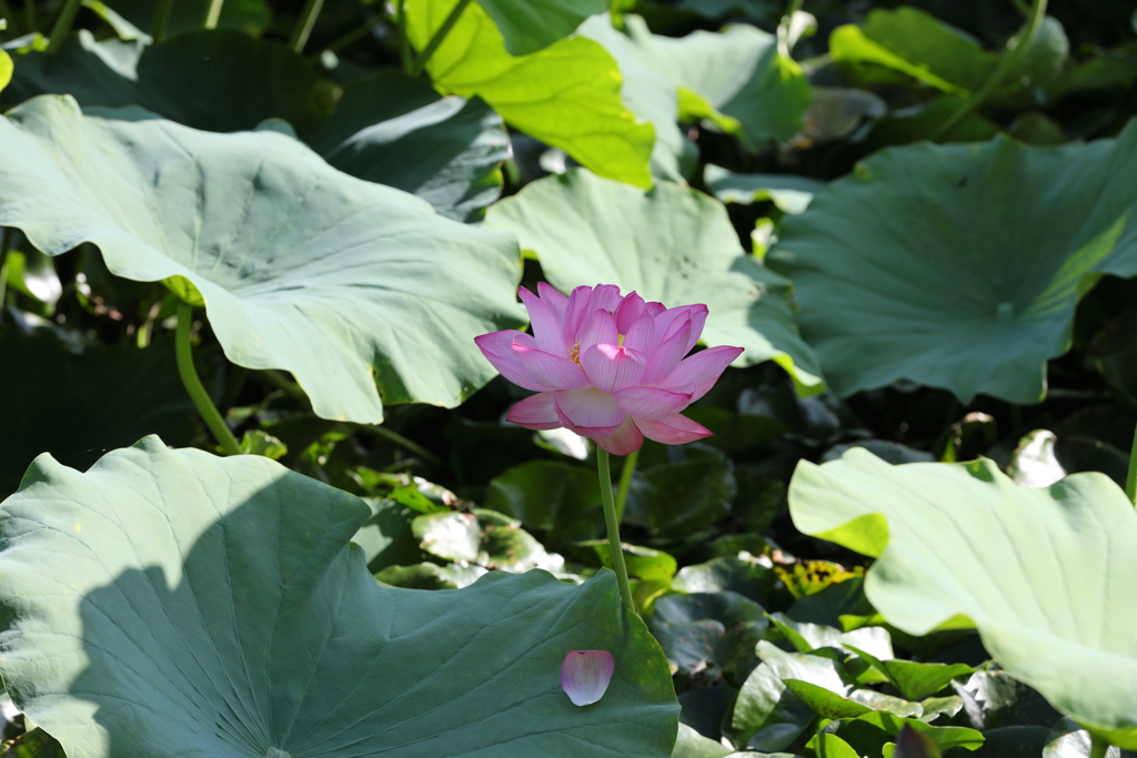 8月13日 松本 114