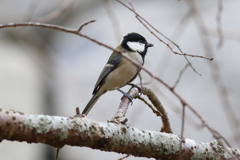 11月27日 明石公園 9 11月27日 明石公園 9