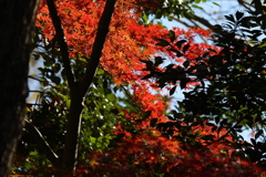 11月26日 明石公園 ９